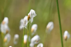 Alpine bulrush Photo: Liz Thompson
