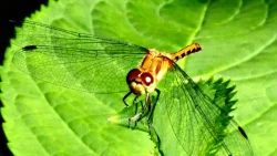 35_glasswingeddragonflyresting.jpg