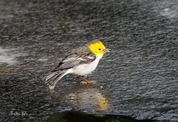 35_hermit_warbler_CT.jpg