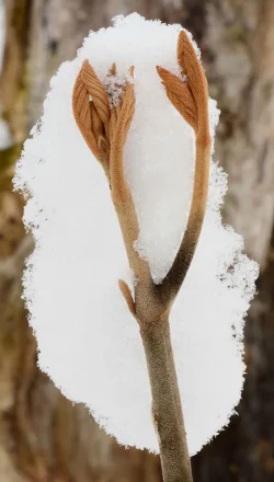 35_hobblebush_buds.jpg