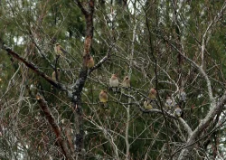 Cedar Waxwings in Tree Photo: Lauran Corson
