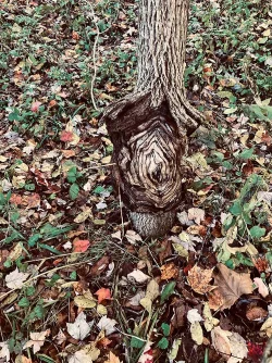 Walnut Photo: Bill Charlton