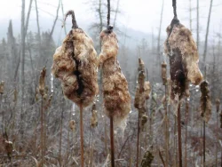 36_frozencattails_web.jpg