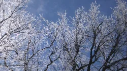 36_ice_on_branches.jpg