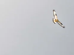 Hawk Photo: Tami Gingrich