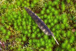 Whippoorwill feather Photo: Tom Grett