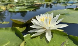 Water lilies Photo: Jill DeVito