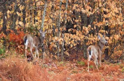 Deer Photo: Richard Philben