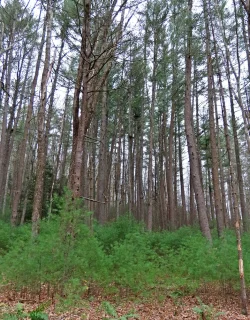 White Pine Photo: Charlie Schwarz