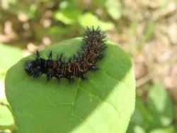 Checkerspot Photo: Bonnie A. Pease