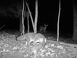 37_gray_fox_white-tailed_deer.jpg