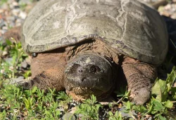 37_snappingturtle_hstark_6.14_.jpg