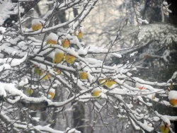 Apples in Snow Photo: Carolyn