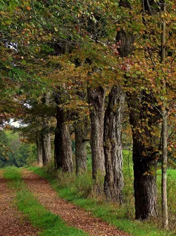 Sugar Maple Row Photo: Charlie Schwarz