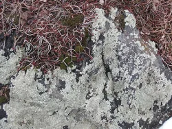 38_lichen_plantworms.jpg