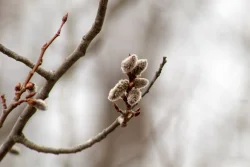 Quaking aspen Photo: Gabriella Marchesani