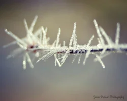 39_crystals_crab_tree_web.jpg