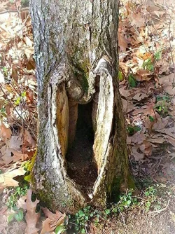 39_lisamayhearttree.jpg