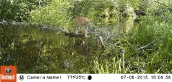 3_Bobcat_7_8_2015_EA1_LR.jpg Photo: Eric Aldrich