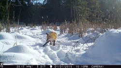 3_Fox_Cam.jpg Photo: Dave Mance III