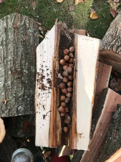 Nut Cache Photo: Nick Anderson
