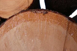 3_at_the_log_landing.jpg