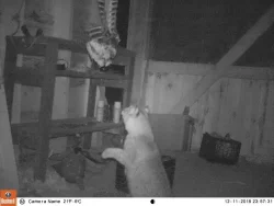 3_bobcat_camera.jpg Photo: Dave Mance III