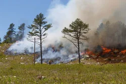 Prescribed fire Photo: Joel R. Carlson