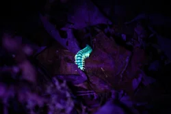 Millipede Photo: Brandon Sorg
