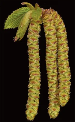 3_hop_hornbeam.jpg Photo: Jerry Jenkins