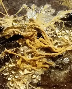 3_logfungi2.jpg