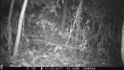 3_possum_1984.jpg Photo: Photo Credits: Jade Jarvis and Alyssa Valentyn