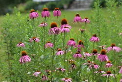 Purple flowers Photo: Jack Saul
