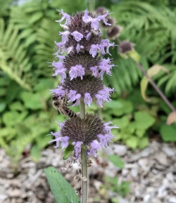 4-july-pollinator-on-bloom.jpg Photo: Emily S. Rowe