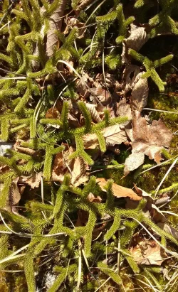 Pipe Cleaner Moss Photo: Bonnie Honaberger