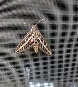 Sphinx moth Photo: Bonnie Honaberger