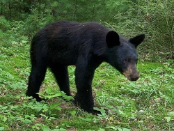 40_black_bear.jpg