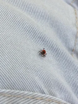 Tick Photo: Ron Becker