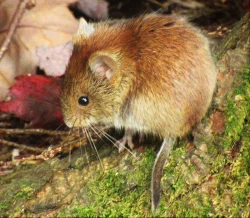 40_campmouse_web.jpg