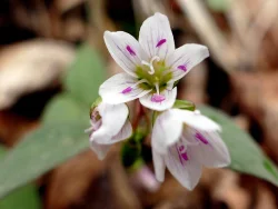 40_springbeauty.jpg
