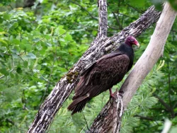 Turkey vulture Photo: Chantal Caron