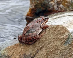 Wood frog Photo: Sheri Larsen