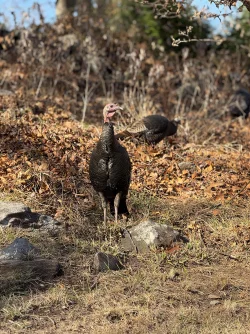 Turkey Photo: Stephen Perrine