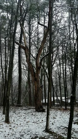 Snowy Tree Photo: Cheri Birch