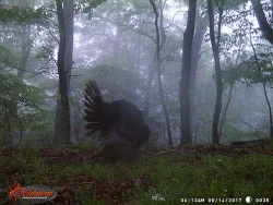 41_nice_gobbler!.jpg