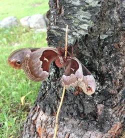 41w_Moth2.jpg