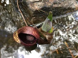 Skunk Cabbage Photo: Pam Landry
