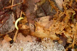 Sprouting maple seed Photo: Ken Hatch