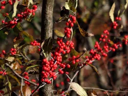 Winterberry Photo: Charlie Schwarz