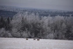 Deer Photo: Lonnie Jandreau